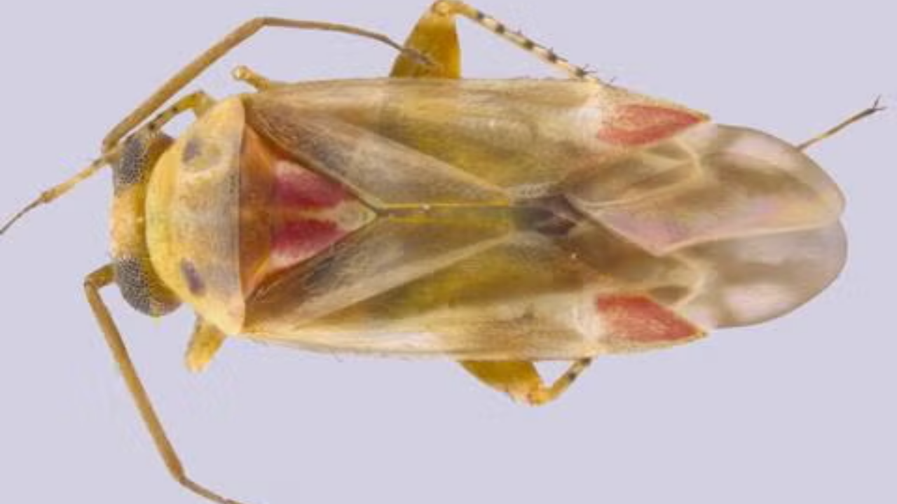 Taylor Swift Inspires Names of 4 New Insect Species