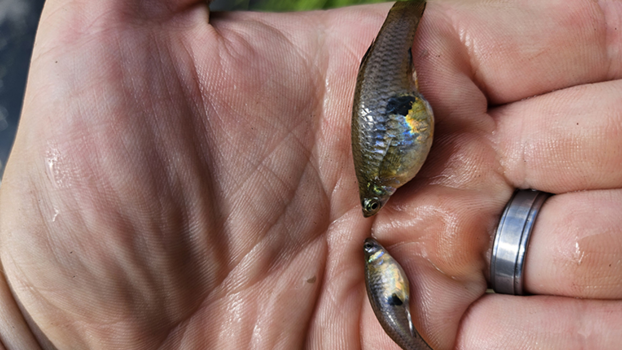 Hawaii Mosquitofish Invasion Hurts Native Species