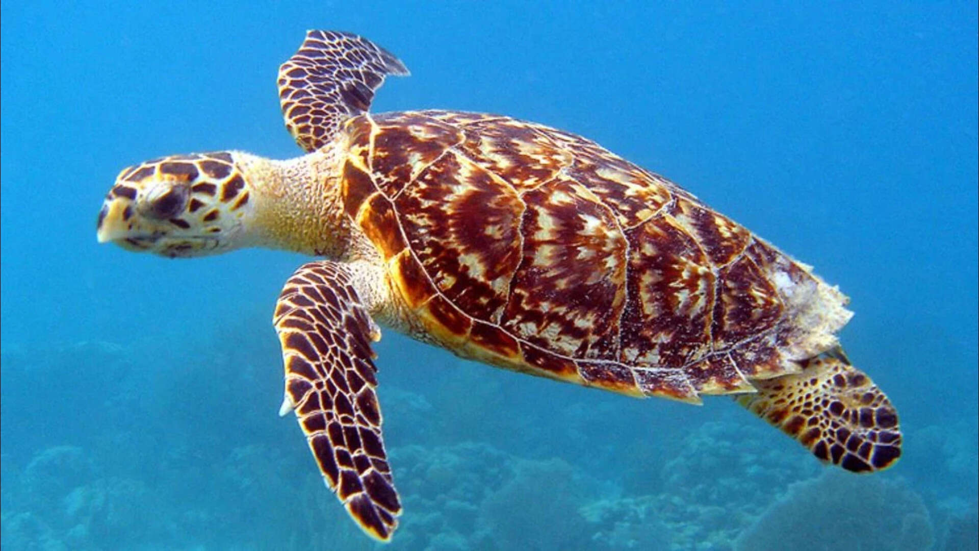 Florida Man Charged For Selling Rare Turtle Shell