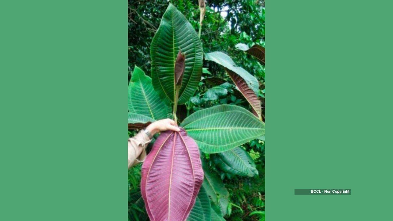 Invasive Miconia Tree Threatens Queensland Rainforests