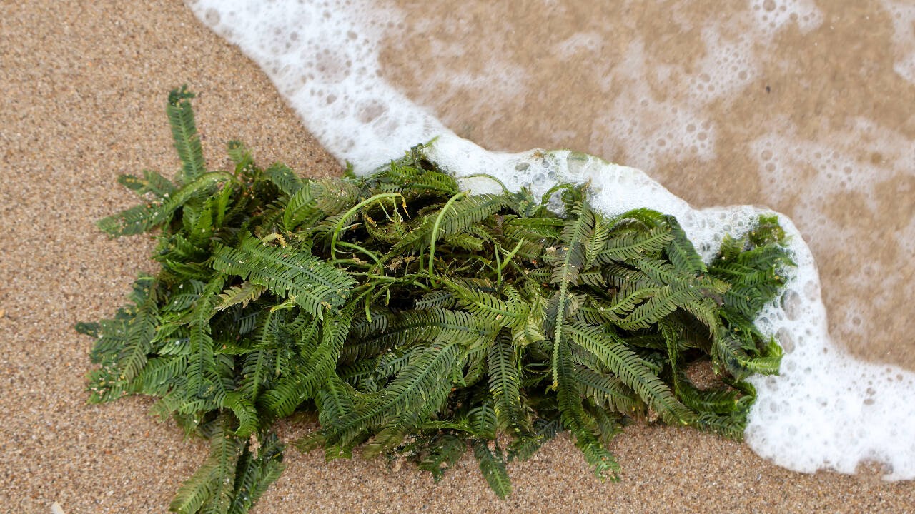 California Removes Killer Algae After 6 Years