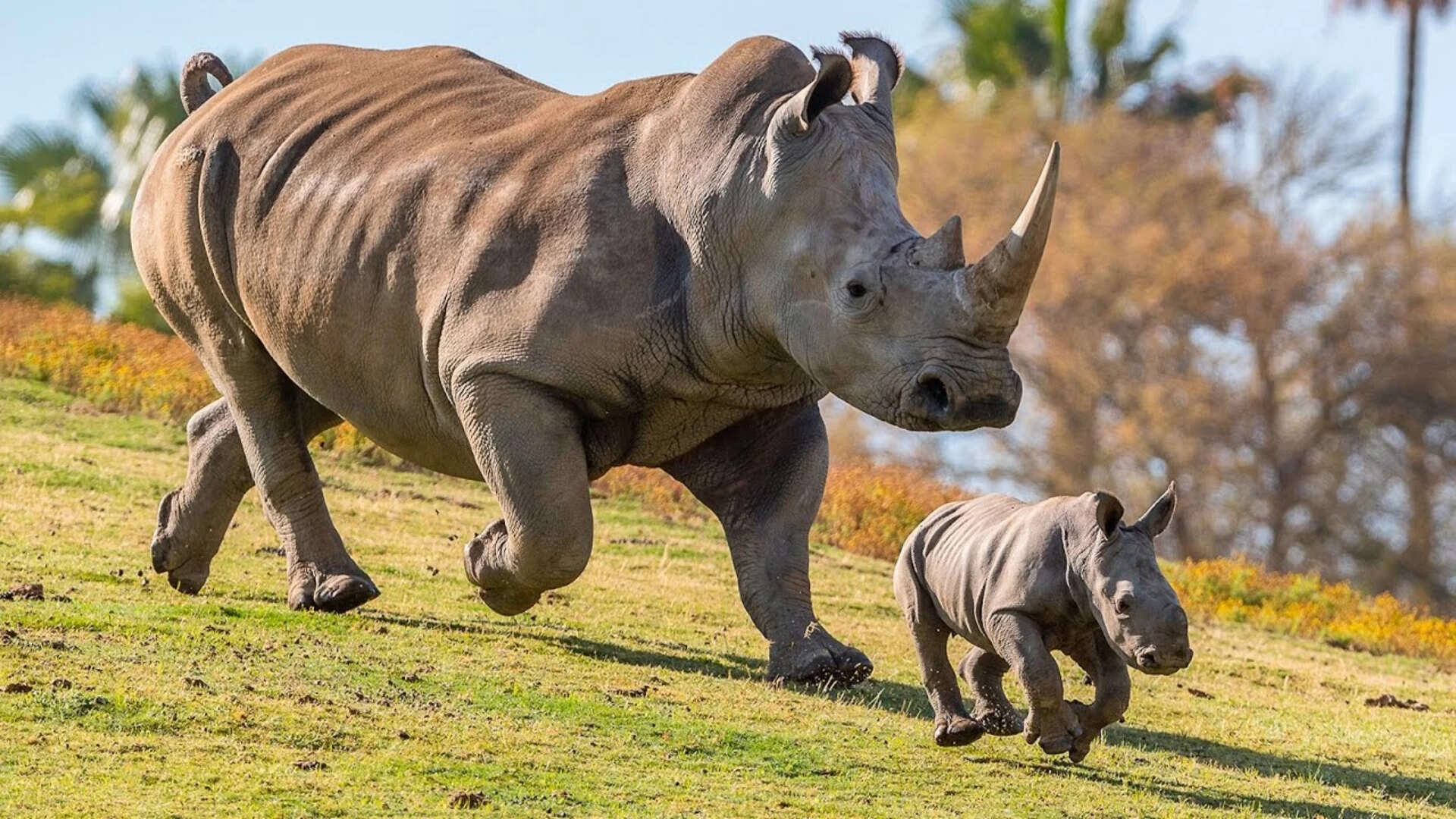 Orphaned Rhinos Give Birth in Wild