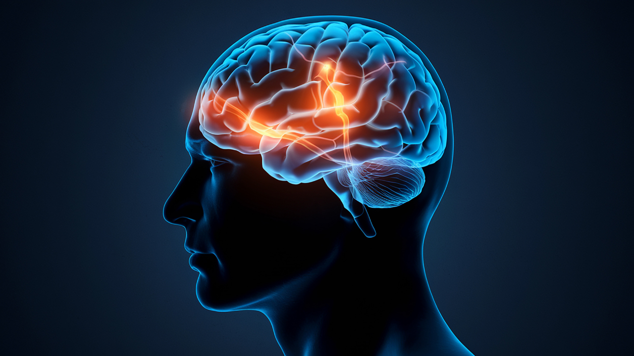 Ancient Brains Survive 12,000 Years