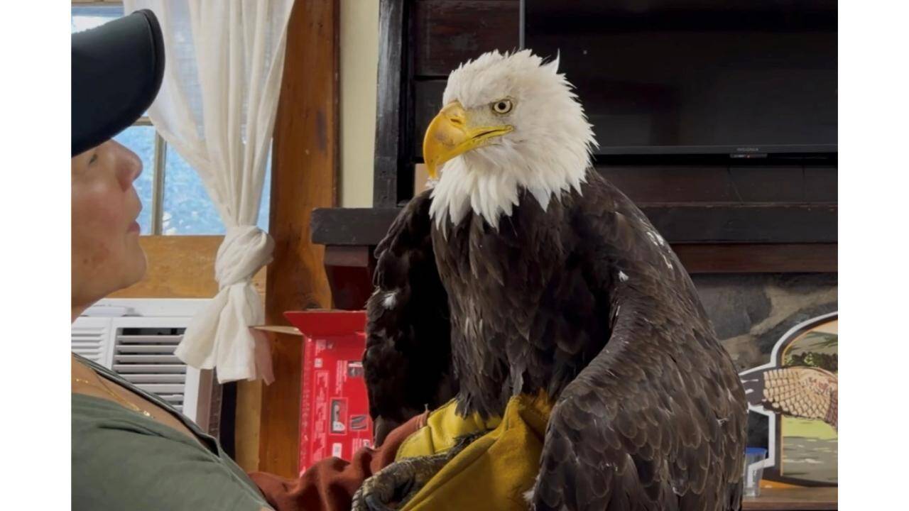 Jackie the Bald Eagle Dies