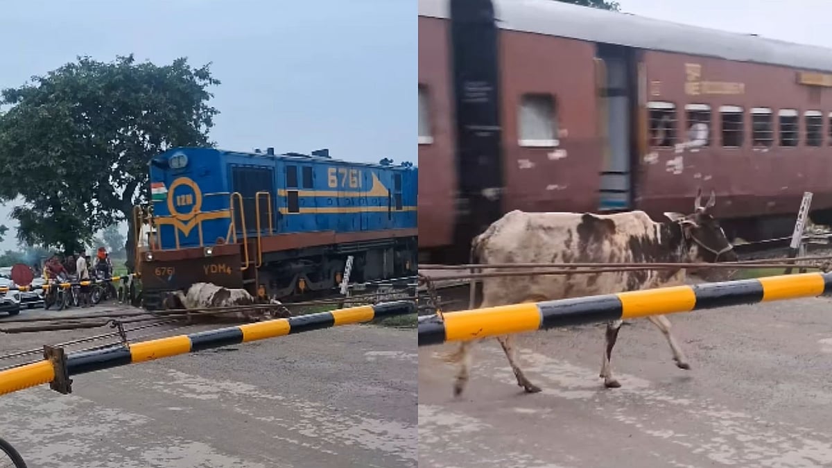 Cow Hit By Train In UP, Walks Away Unharmed