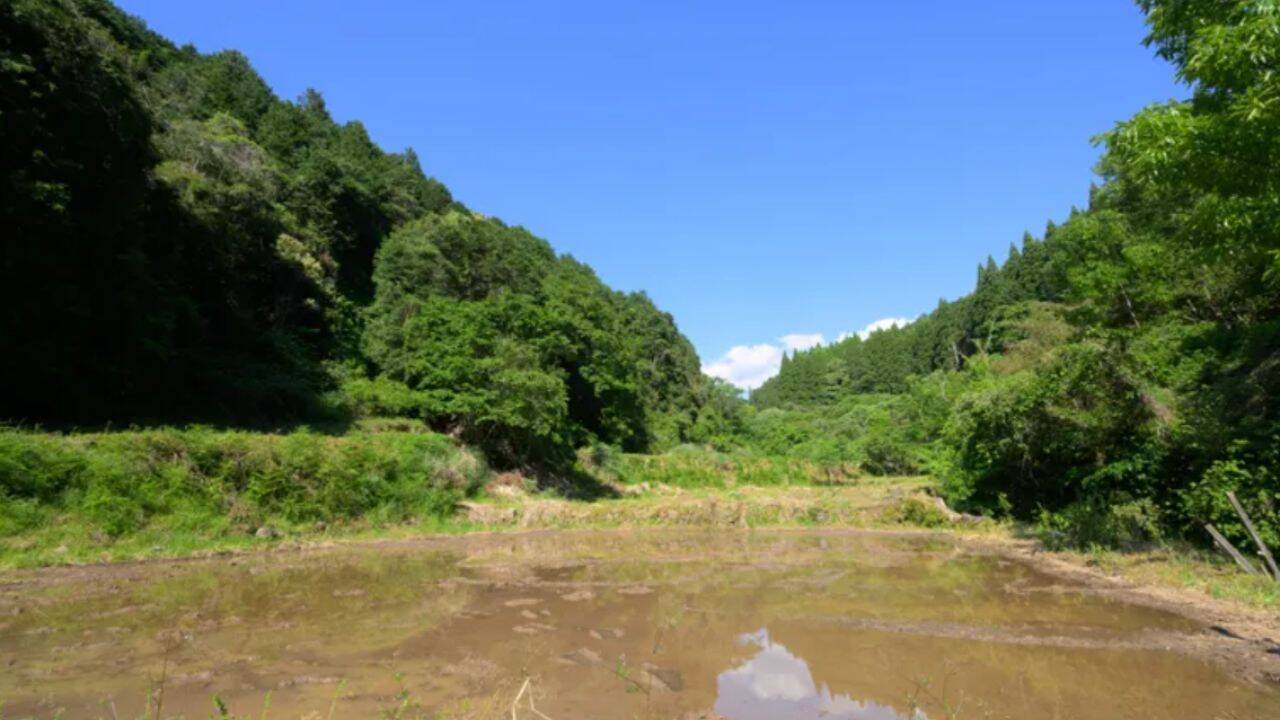 Japan Restores Abandoned Rice Fields Into Wetlands