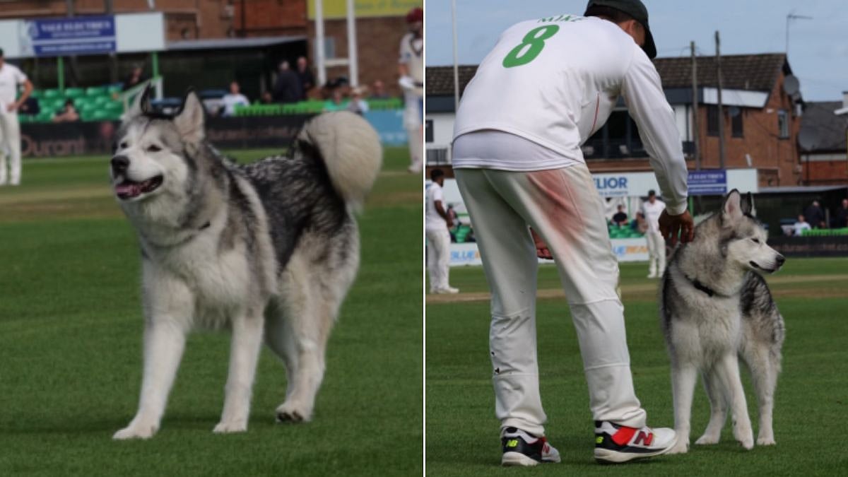 Husky Runs Onto Cricket Pitch, Halts Match