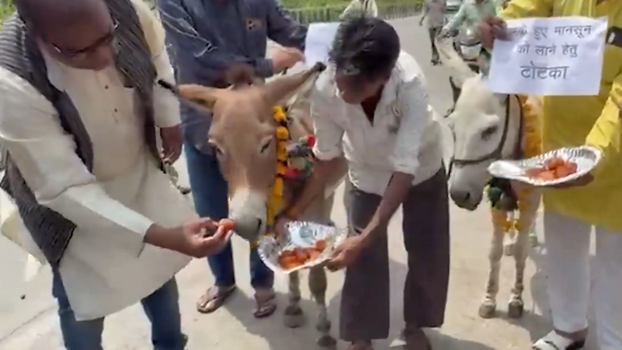 Donkeys Fed Gulab Jamuns for Rain