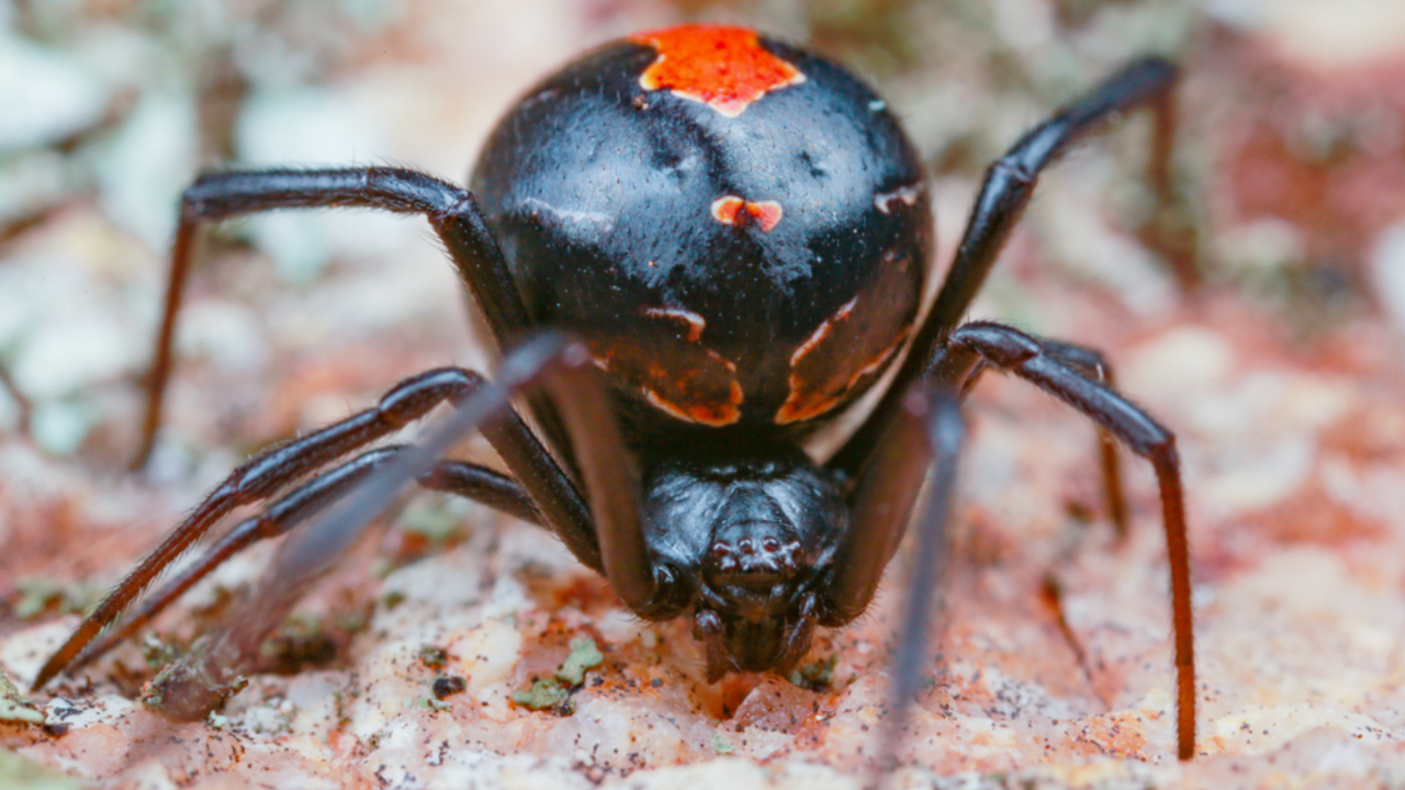 Male Redback Spiders Somersault Towards Female's Fangs