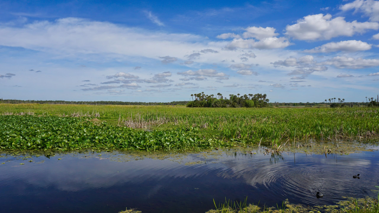 Orlando Uses 1200 Acres of Wetlands for Water Purification