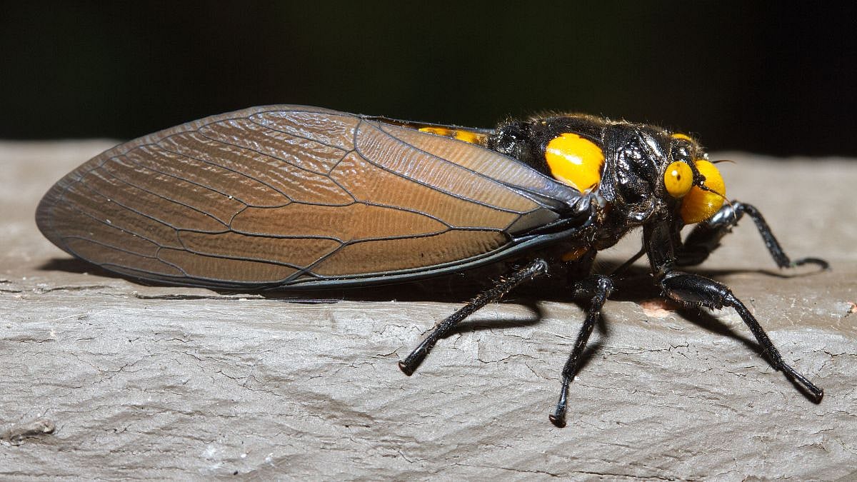 Assam's Manas National Park Discovers Rare Black-And-Golden Cicada