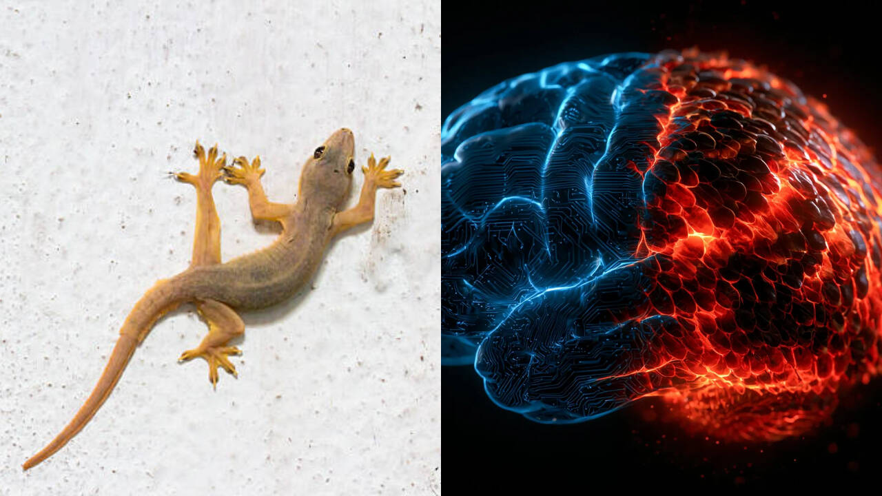 Scientists Challenge 70-Year-Old Lizard Brain Theory