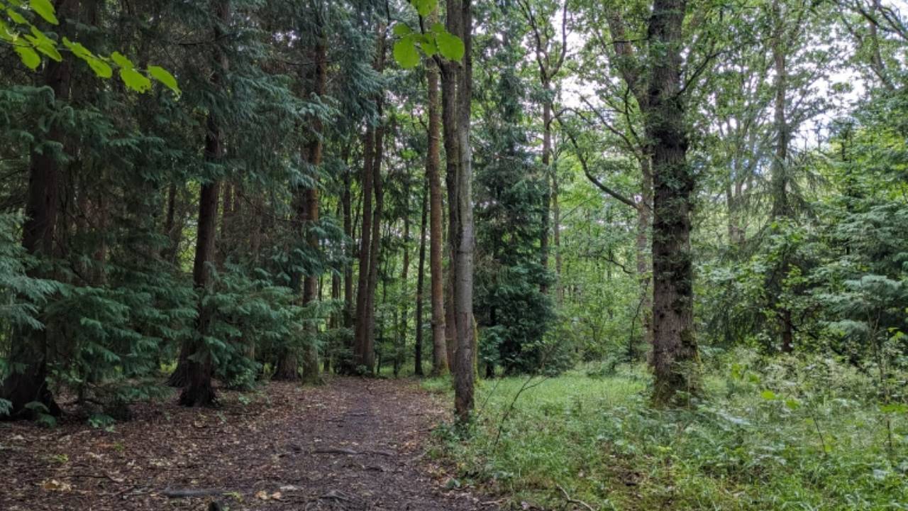 England's Ghost Woods Get £5.9M Revival Fund