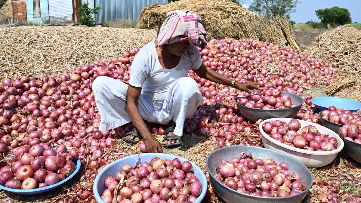 Onion Growers Urge Maharashtra Government To Help Rain-Hit Farmers