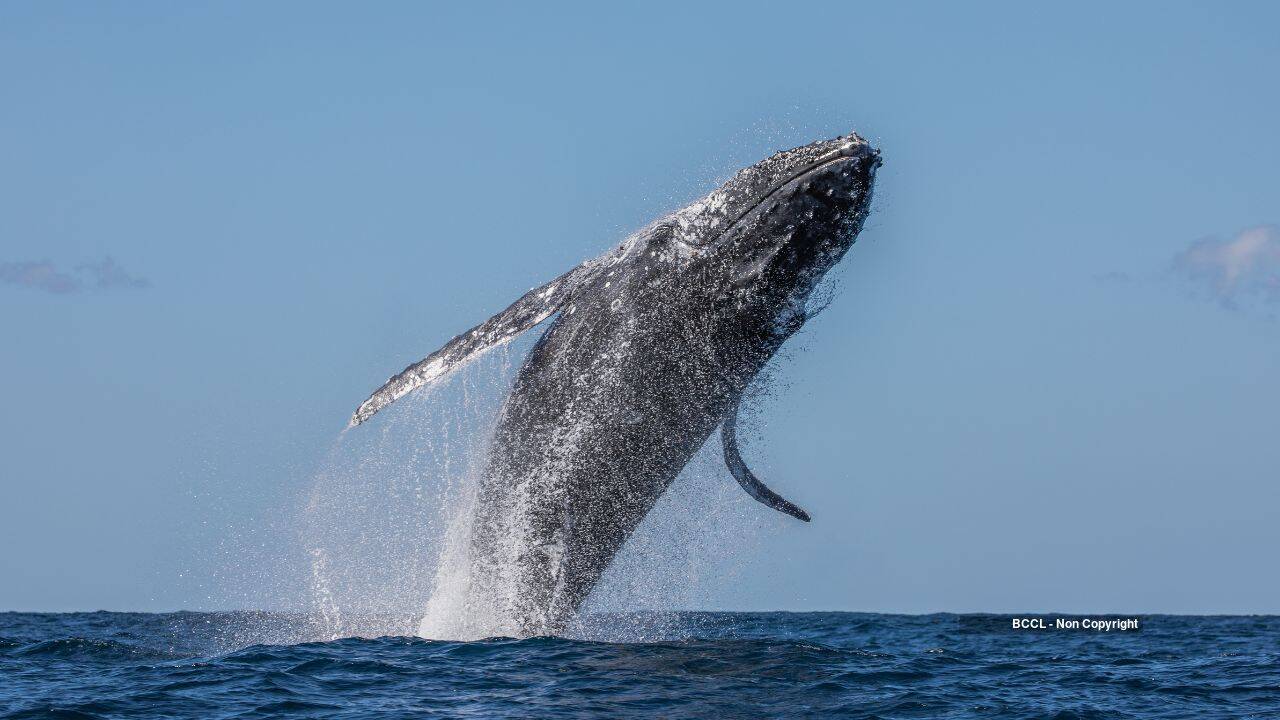 Humpback Whale Sightings Drop 60% Near Australia