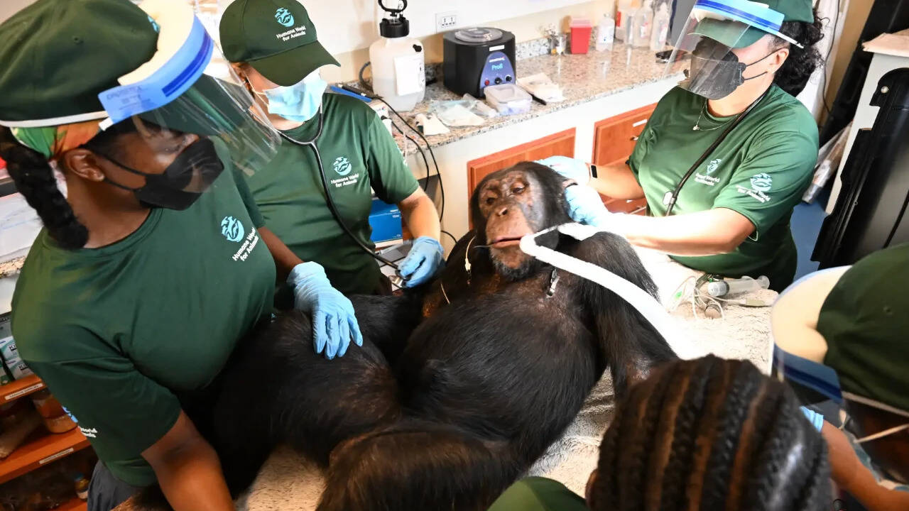 Chimps Used in Hepatitis B Experiments Get Health Checks