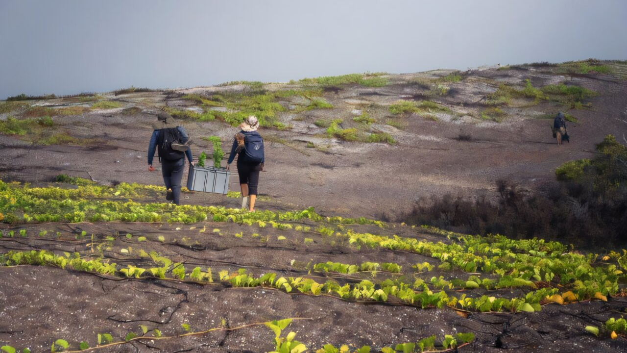 Galápagos Snapdragon Rebounds to 28 Wild Plants