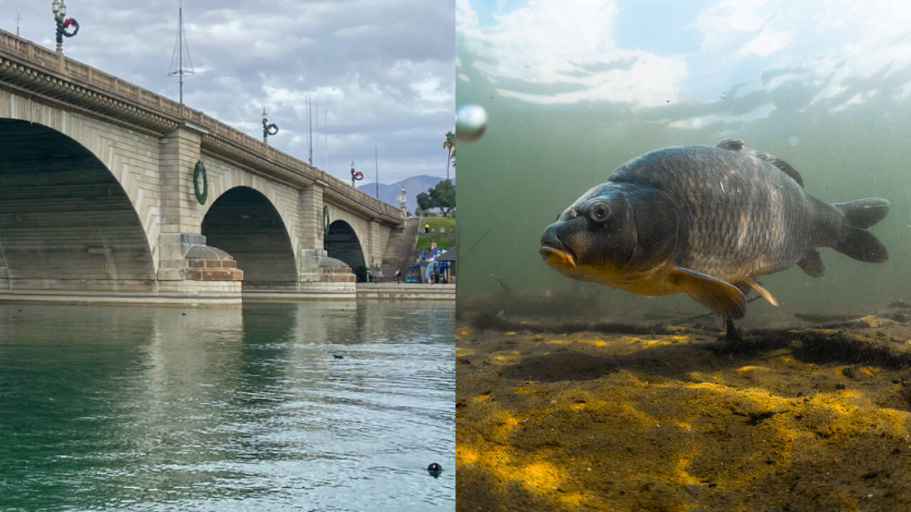Lake Havasu Restores Fish Habitat in 124 Coves