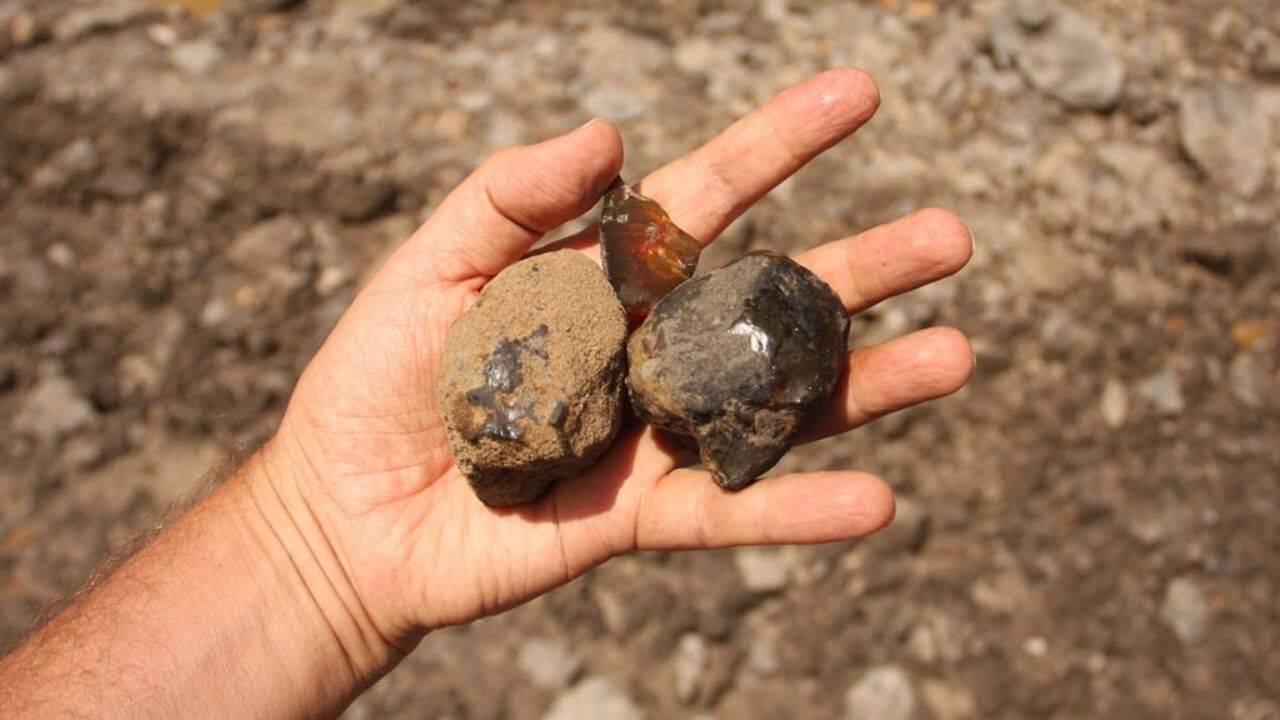 Ancient Forest Uncovered in 112-Million-Year-Old Amber