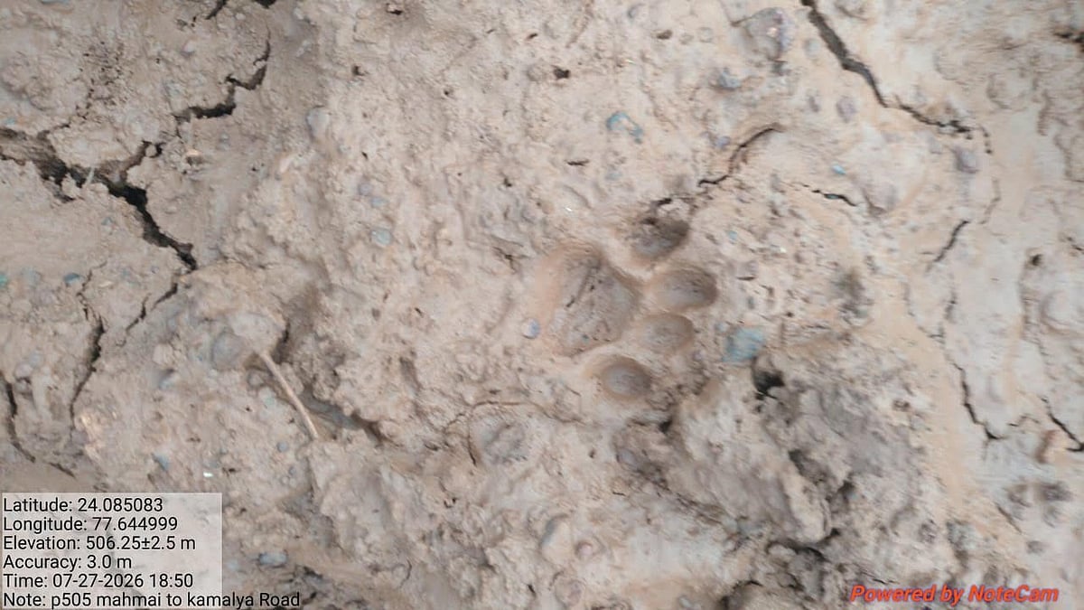 Leopardess, Cubs Enter Sironj Village, Search Operation Launched