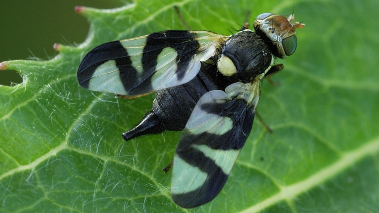 Gall Flies Linked to Hantavirus in Mice