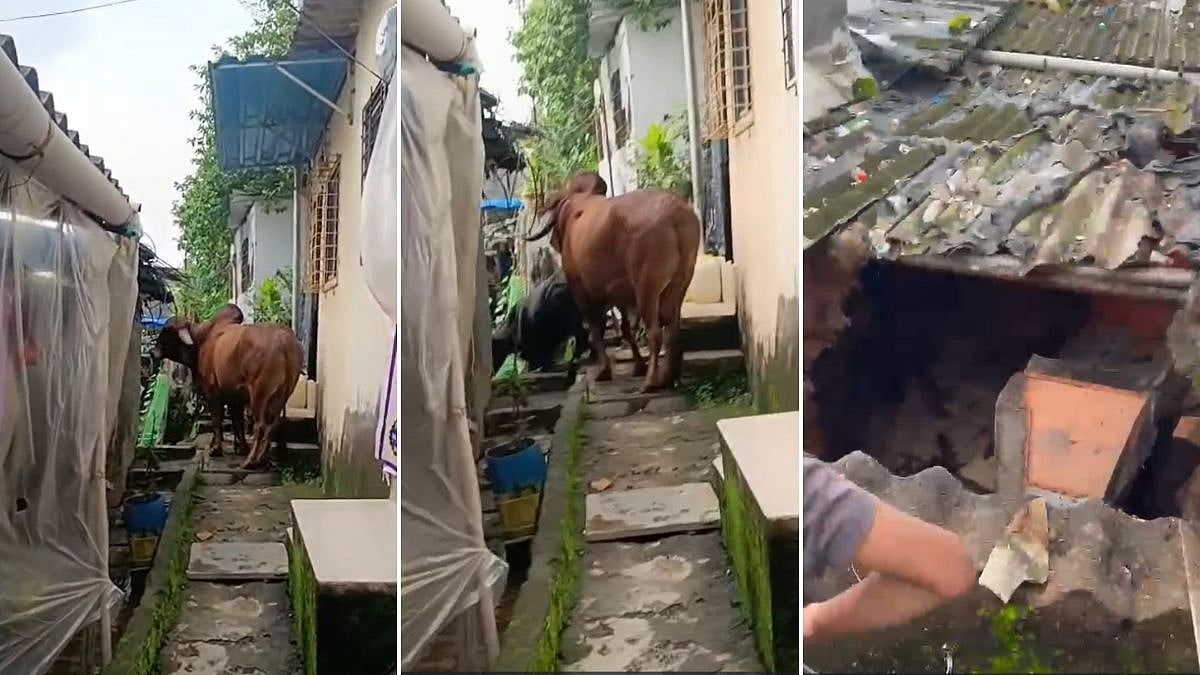 Bull, Cow Fall Onto Nalasopara Roof, Rescued