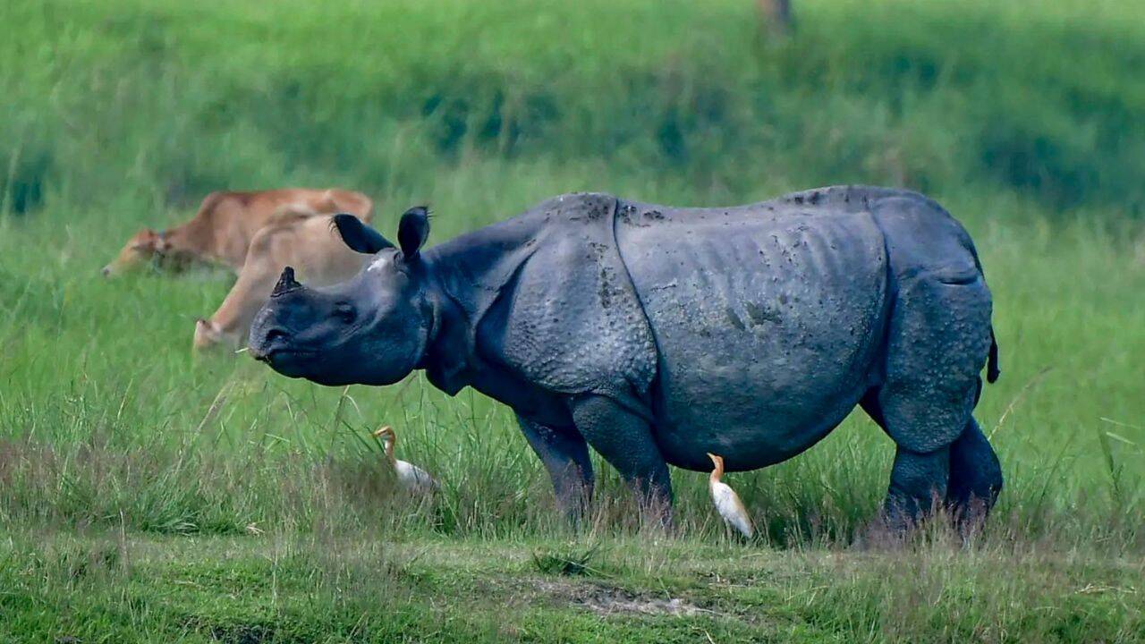 Assam Seeks to Shrink Kaziranga Eco-Sensitive Zone