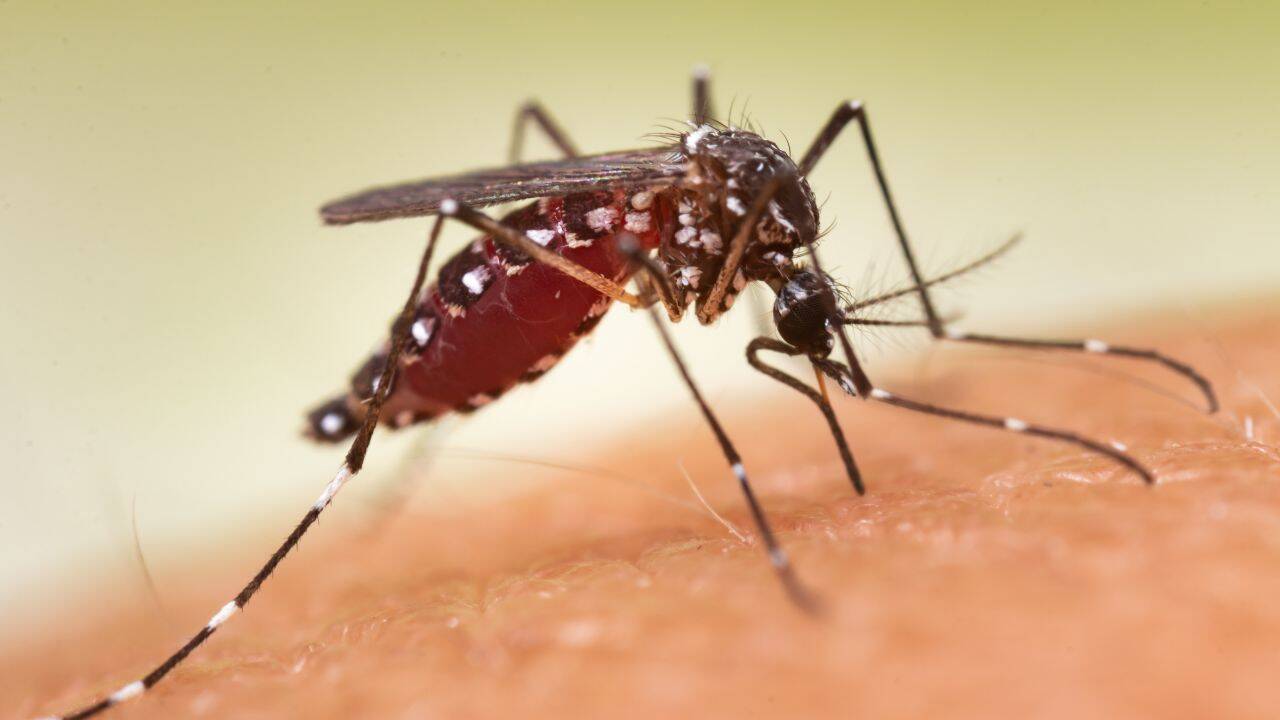 Mosquito Spraying Fails as 84% Areas See Resistance