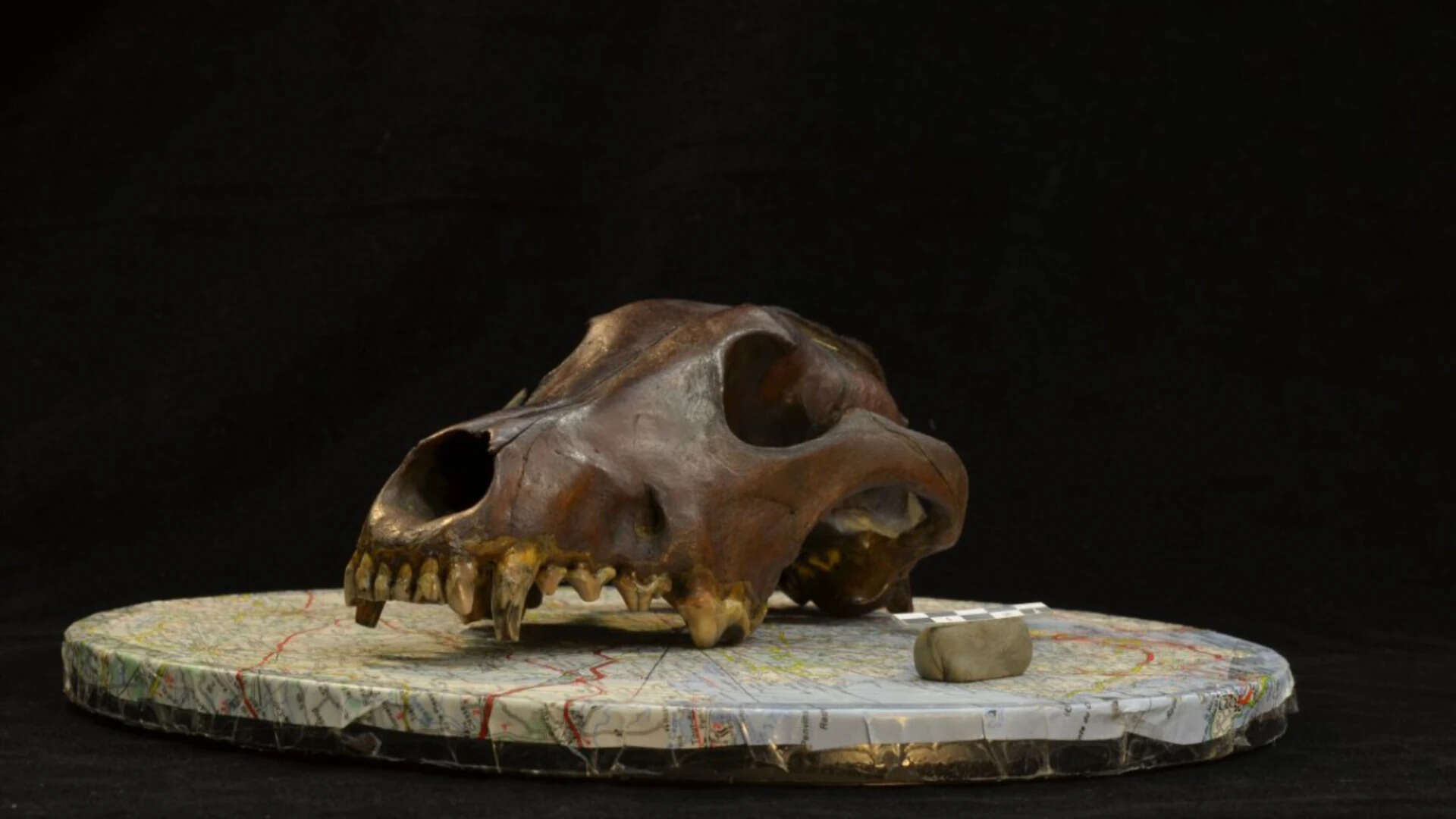 Dogs Travelled with Humans Across Eurasia