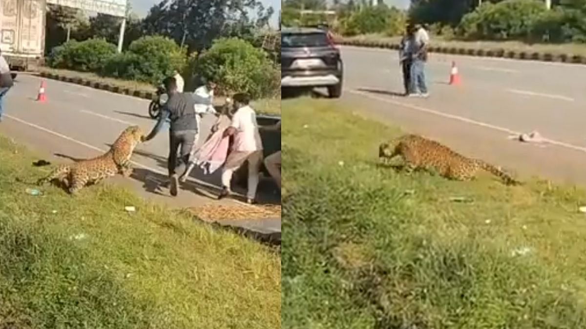Leopard Attacks Forest Official in Karnataka