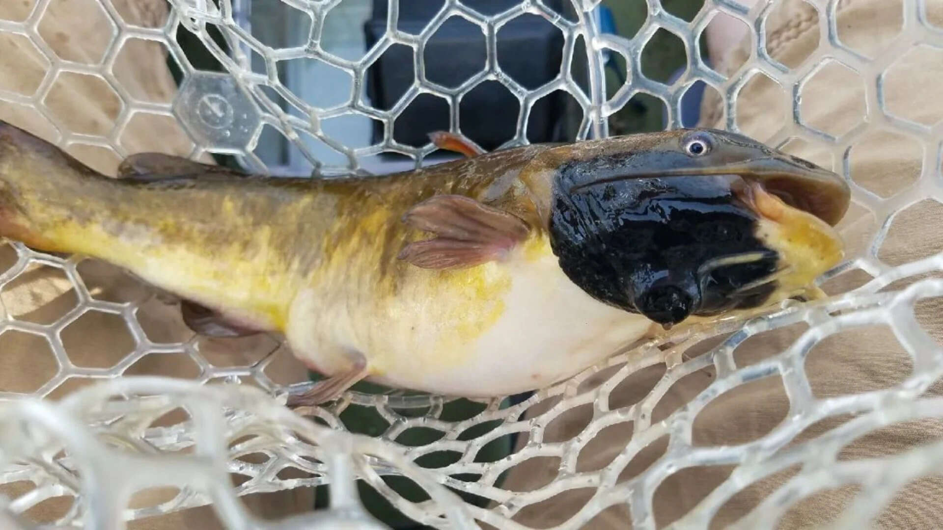 Vermont Lake Catfish Hit by Contagious Cancer
