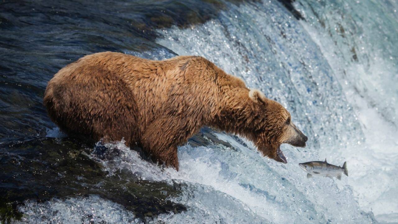 Alaska Bearcam Hits 7.3 Million Views