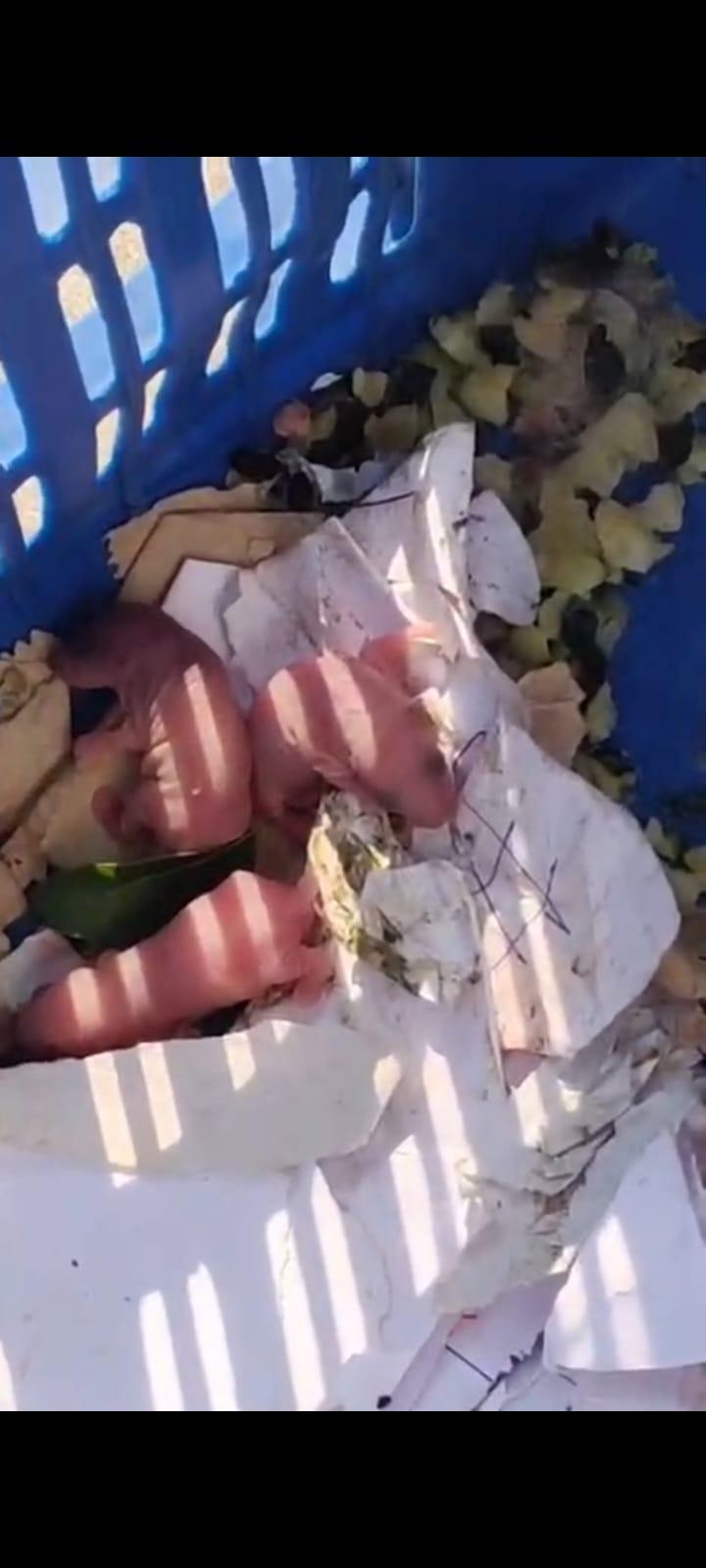 Rats Spotted Inside Ghansoli Store