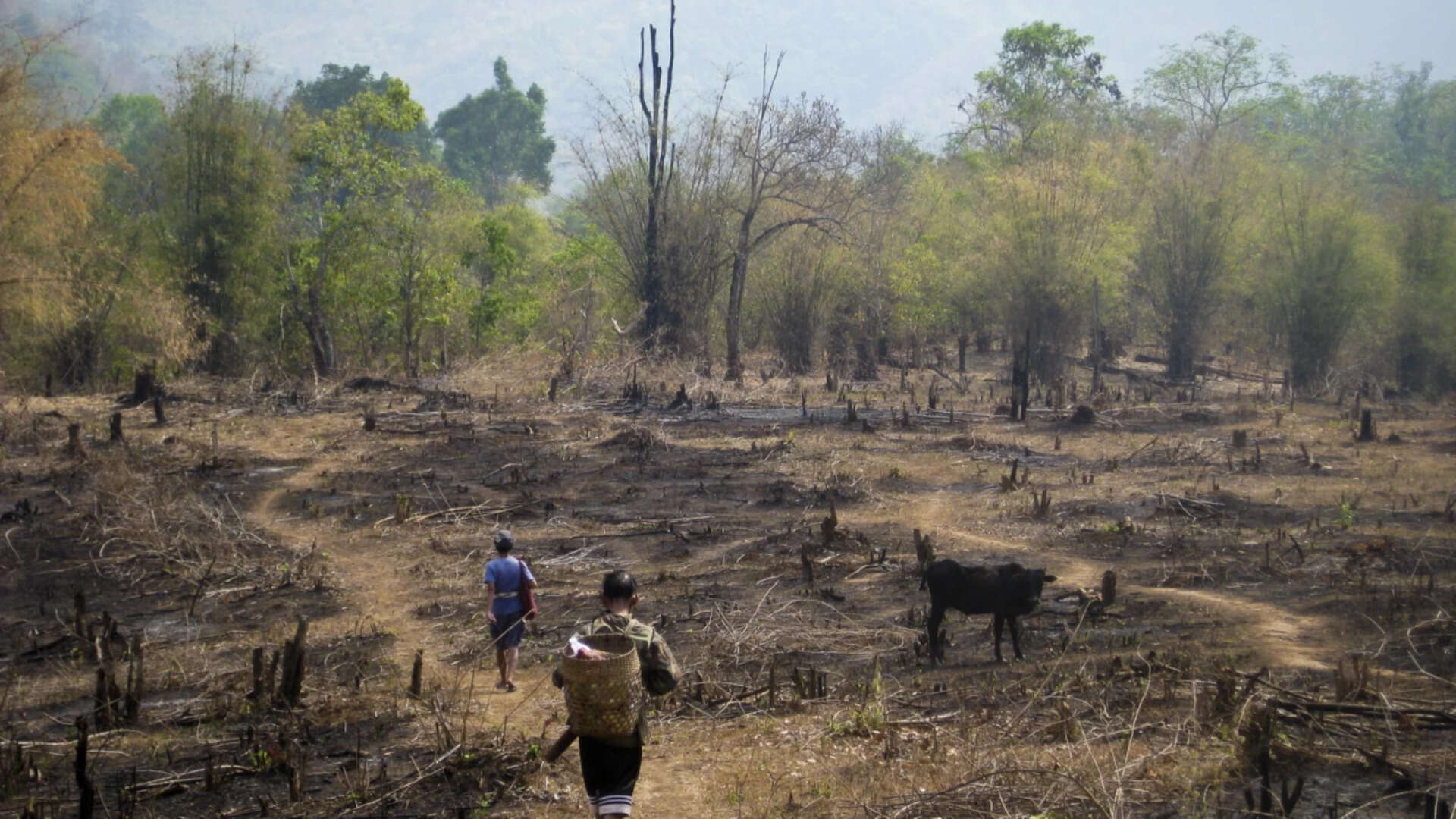 Community Rules Aid Forest Regeneration