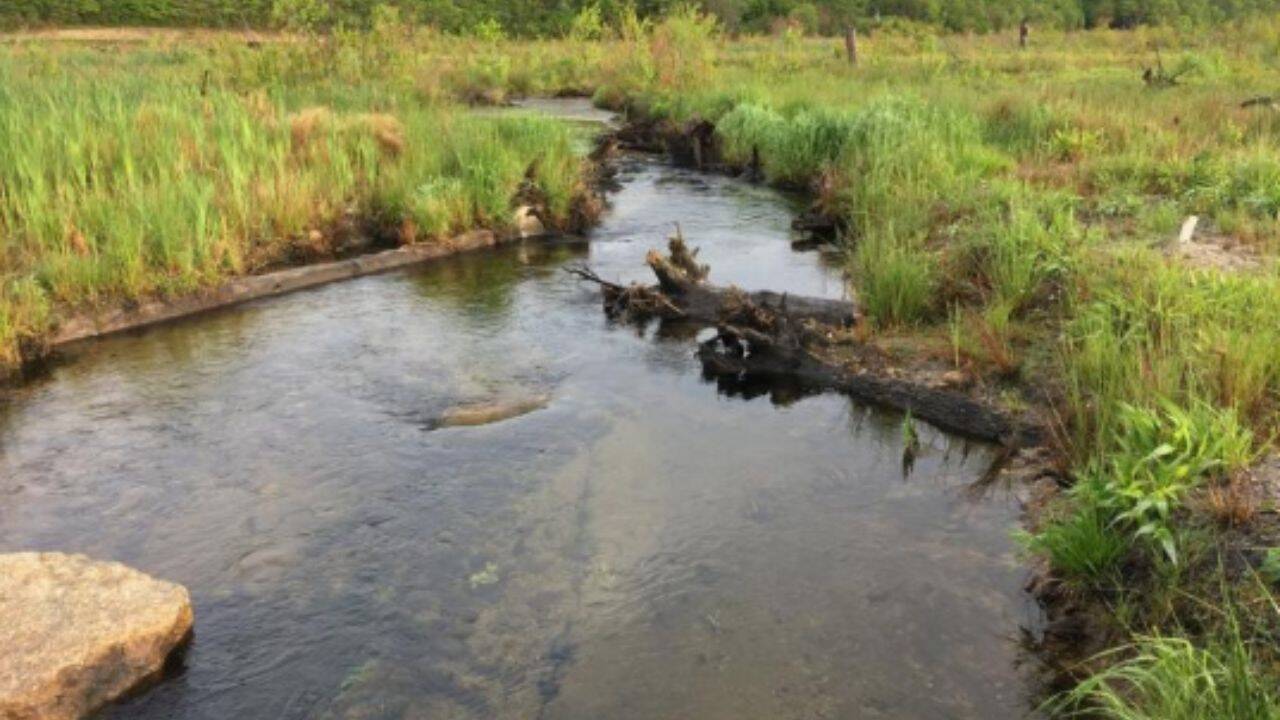 Massachusetts Cranberry Farm Restored to Wetland