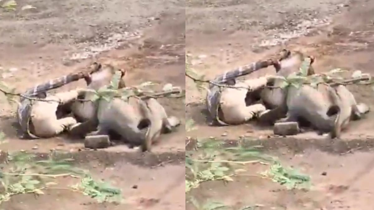 Gujarat Man Survives Lioness Attack
