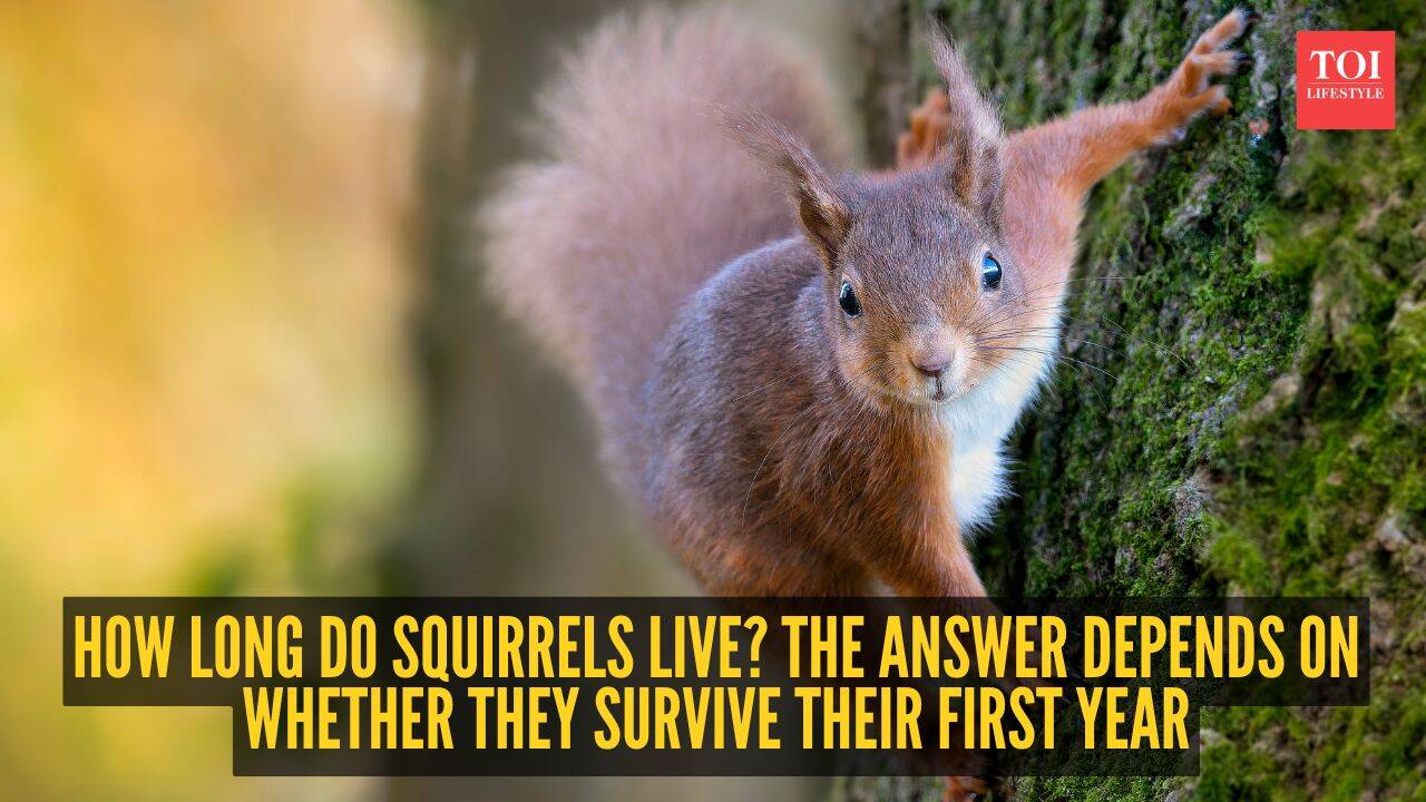 Squirrel Lifespan Varies By Species