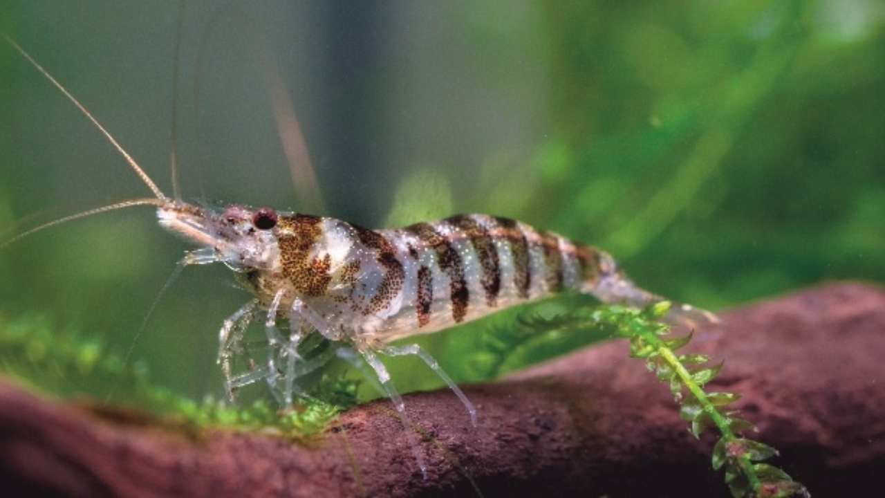 Montana Shrimp Introduction Causes Salmon Decline