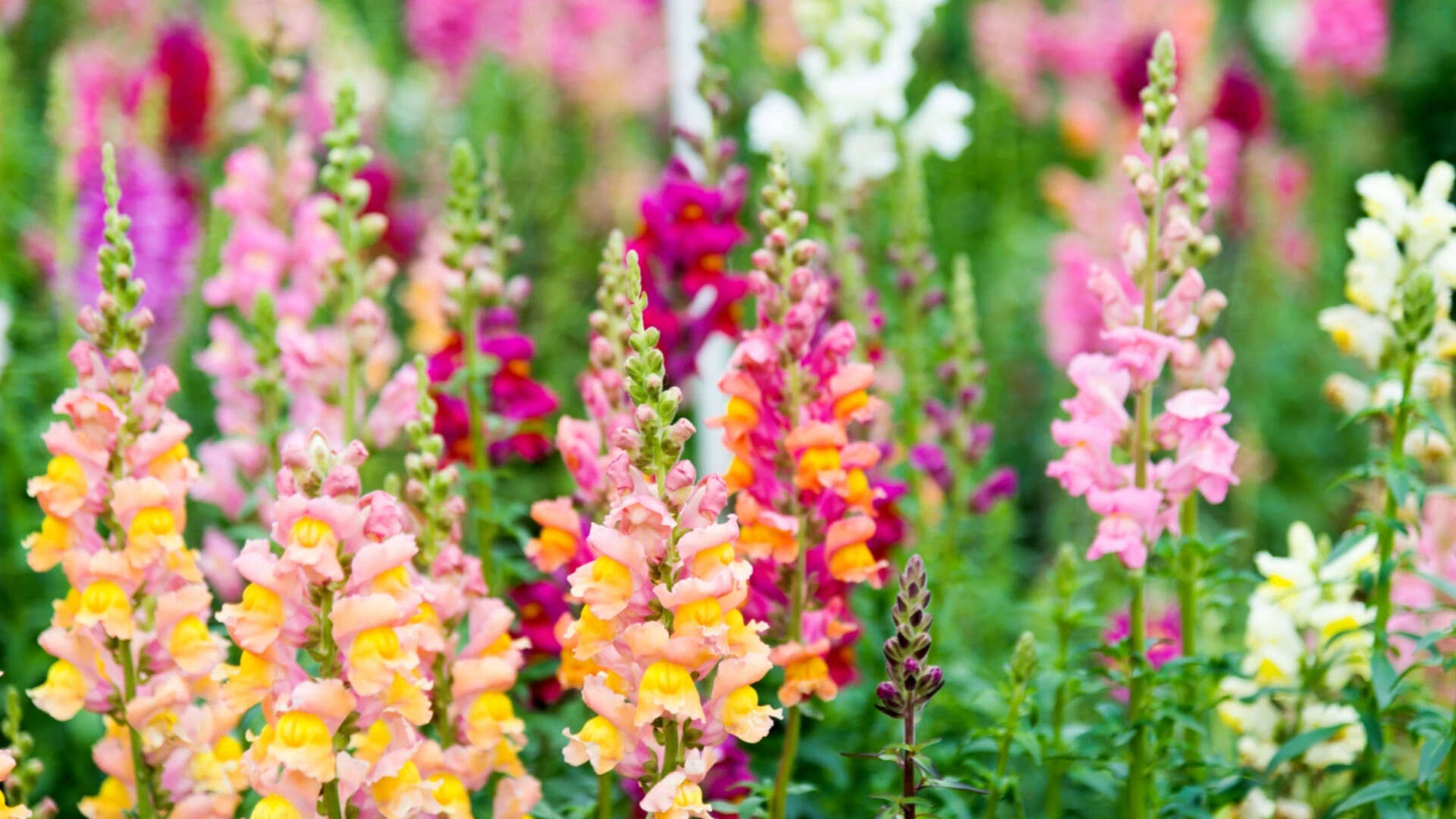 Snapdragons' Petal Colour Changes Aid Survival