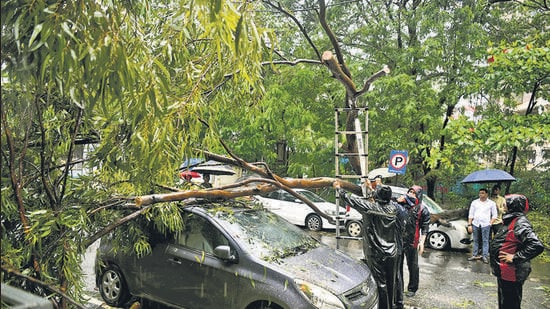 NMMC to Audit Trees After 268 Falls