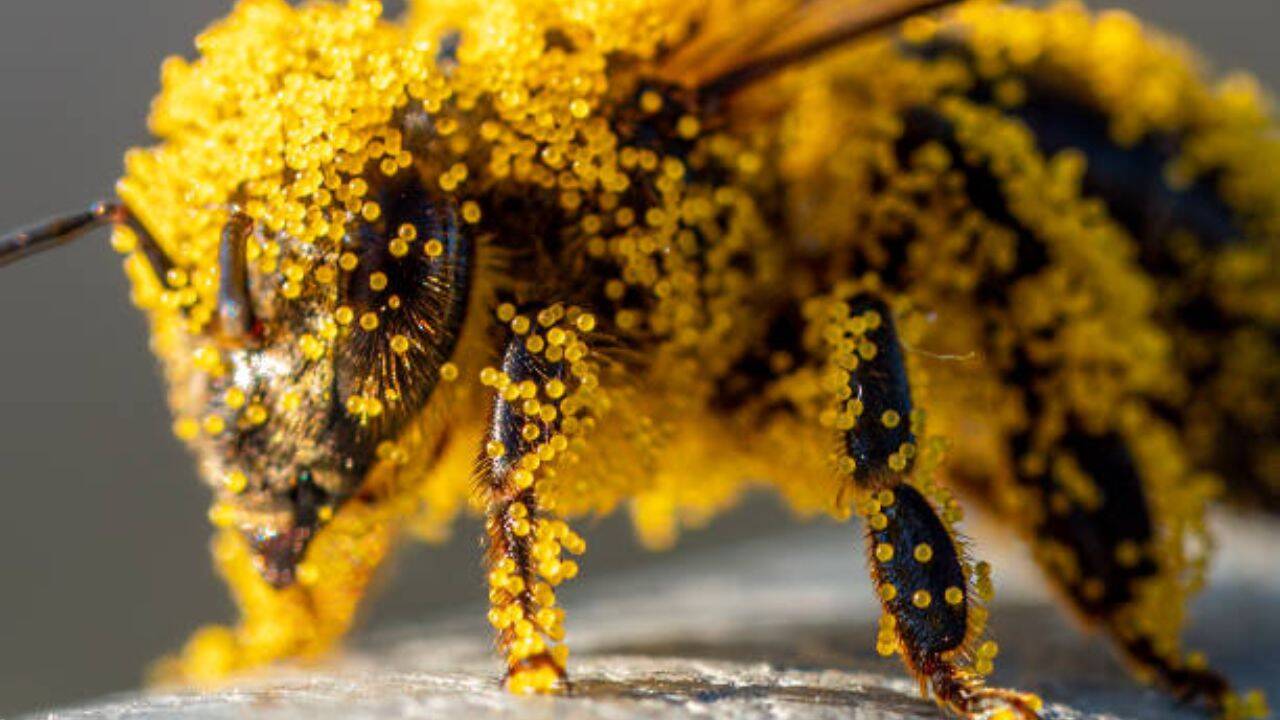 Pollen Helps Crack Murder Case