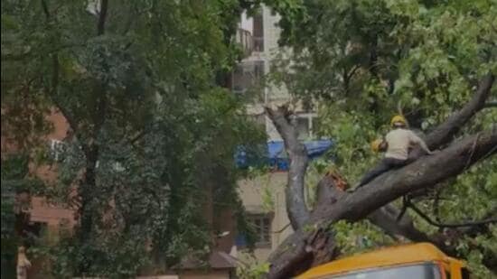 BMC Plans Survey Of Roadside Trees