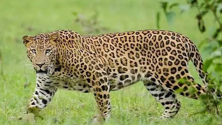 Nine Arrested in Madhya Pradesh Leopard Poaching Case