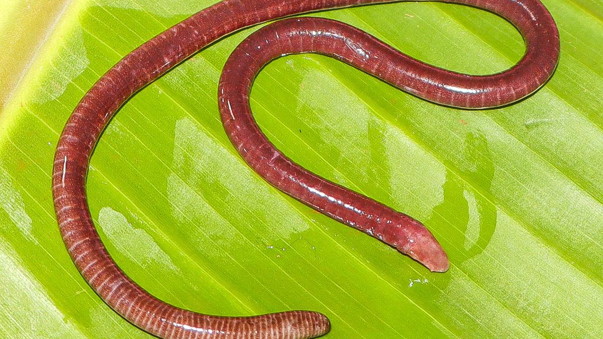Maharashtra: Legless Amphibian Species Found