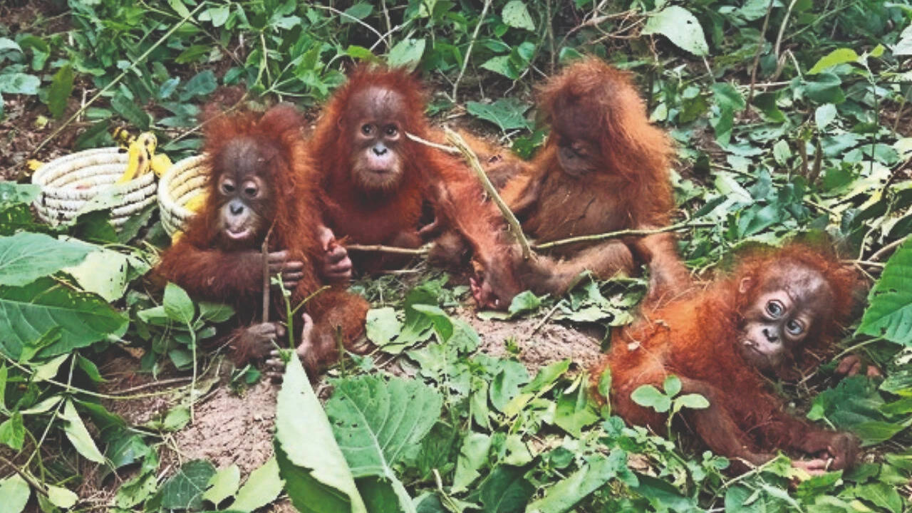 Orangutans Found in Odisha Forest