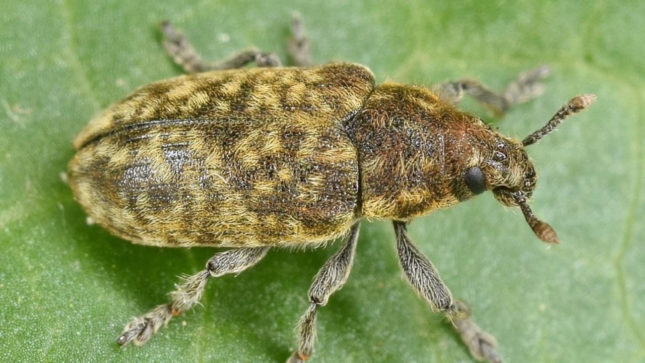 US Beetle Release Harms 30+ Native Plants