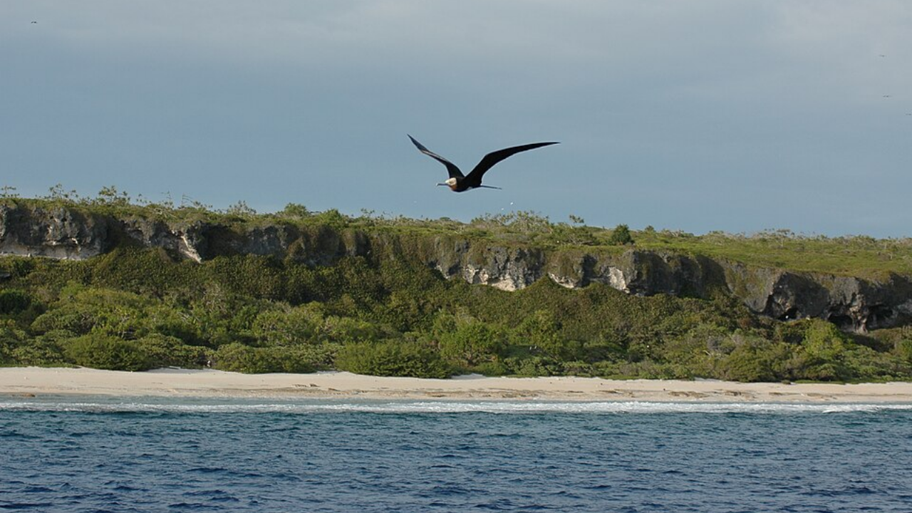 Rats Rebound on Henderson Island After Poisoning