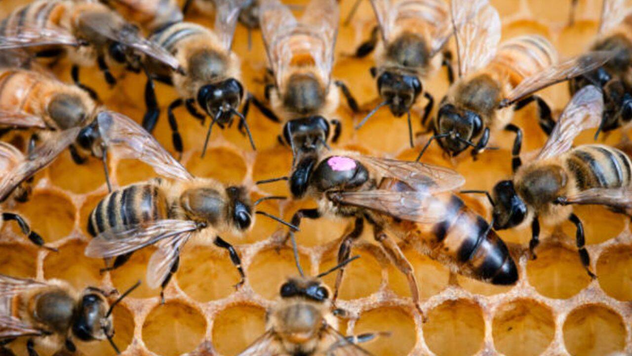 US Organic Honey Rules Met by Only Three Hawaiian Producers