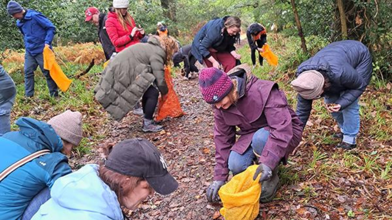 Scotland's Rainforest Restoration Begins