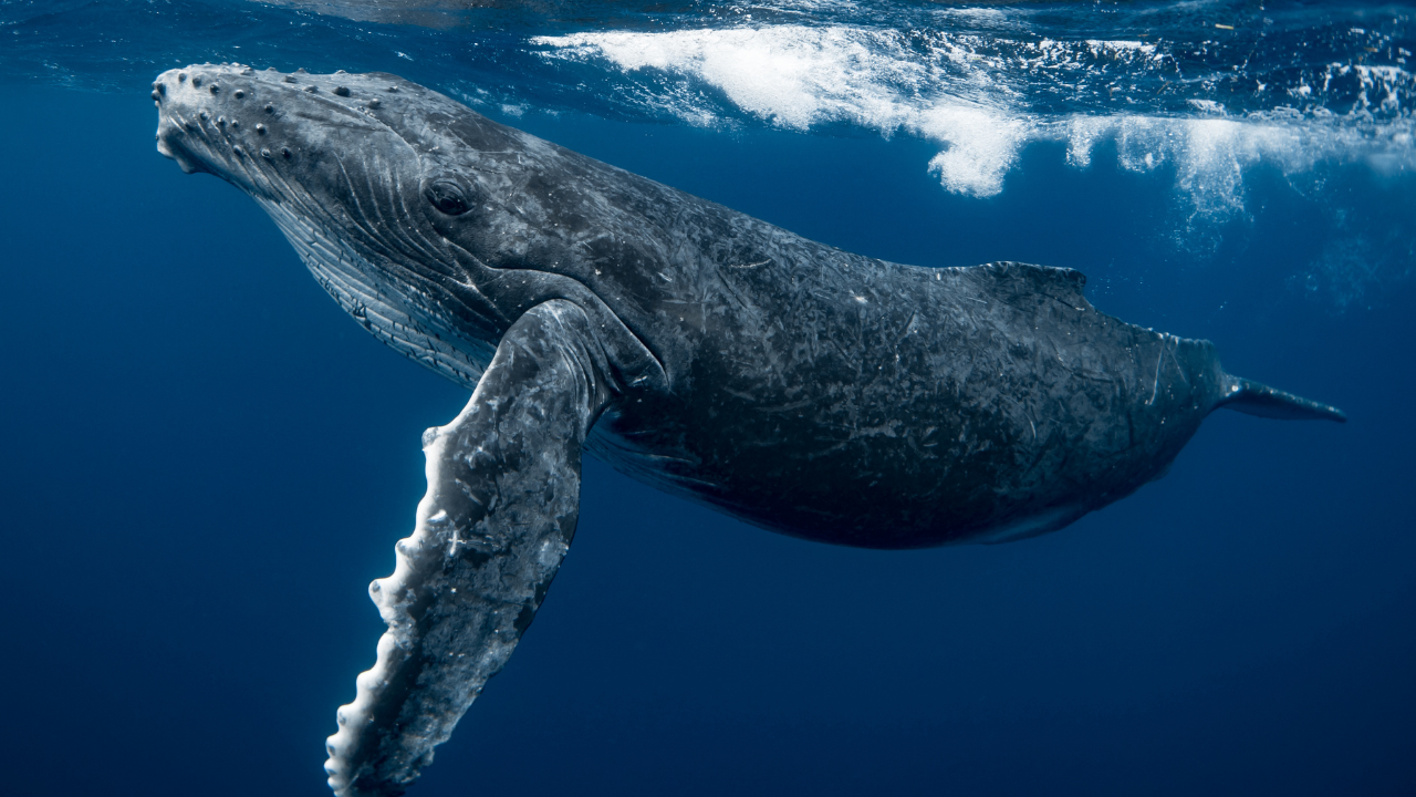 Humpback Whales Rebound: 300 Spotted Off South Africa